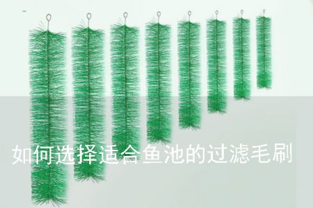 如何選擇適合魚池的過濾毛刷
